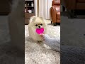 ❤️がどんどん小さくなったらどんな反応をするのか検証してみたら⁉️