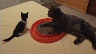 #watch #cat #smokey #teach #kitten #lara #how #to #play #ball #fun #youtube #entertainment #views