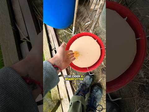 Mäusefall aus Eimer