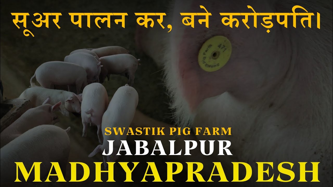 Biggest Pig Farm Of Madhyapradesh Jabalpur Biggest Indian Pig Farms biggest-pig-farm-of-madhyapradesh-jabalpur-biggest-indian-pig-farms