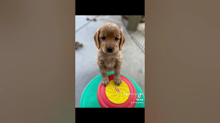 I like Puppies