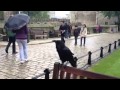 Noisy Raven at the Tower of London