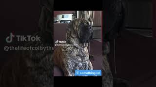 Life Of Colby The Mastiff