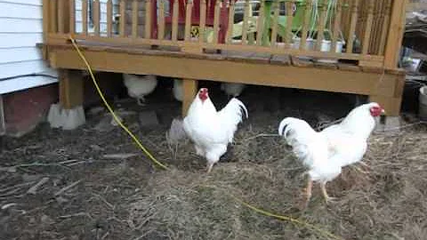 Poules Chantecler 31 mar '12.AVI