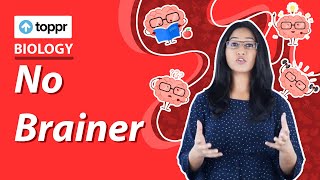 Human Brain - The CPU of our body | Body Movements | Class 10 Biology (CBSE, NCERT)
