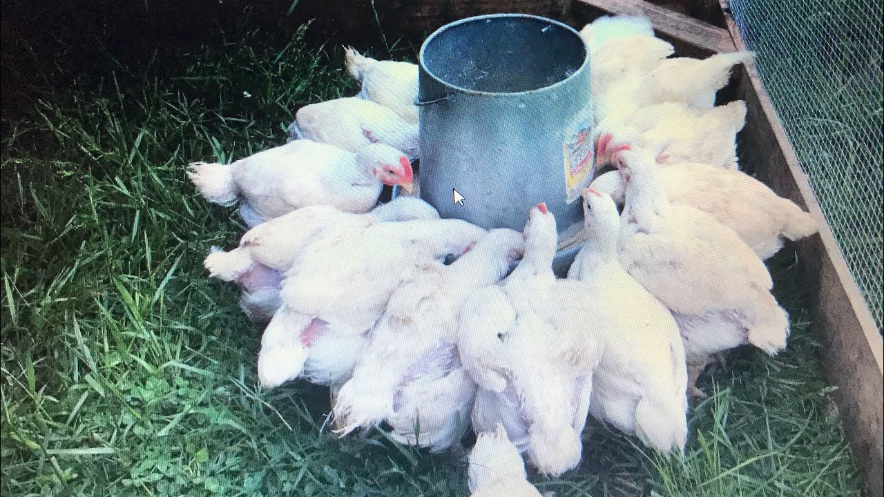 Cornish Rock chickens and garden update YouTube