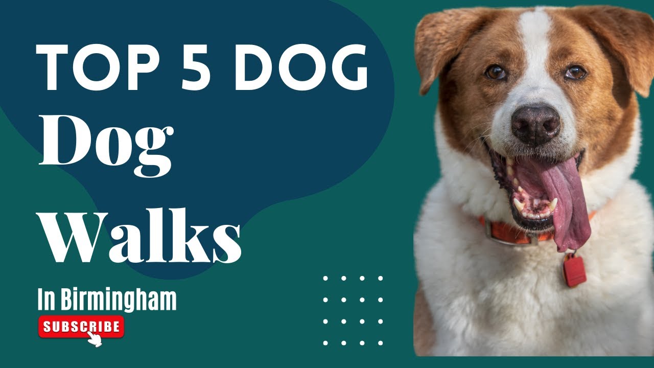 Our Top 5 Dog Walking Places In Birmingham, Alabama YouTube