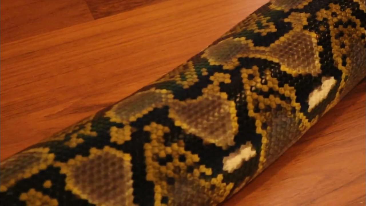 Reticulated Pythons In The Hallway - YouTube