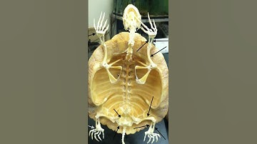 Did You Know a Turtle