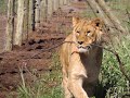 Rescue/Relocation of 5 Ukrainian Lion Cubs Dec 2019