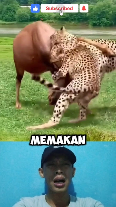 macan tutul memangsa hewan buas || pertarungan hewan buas #animals #fakesituation #reaction #shorts