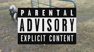 Start of Breeding Season 2019 - Smith Sheep Farms