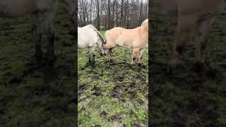 Horse's Hoof Gets Stuck In Halter Of Another Horse - 1498520