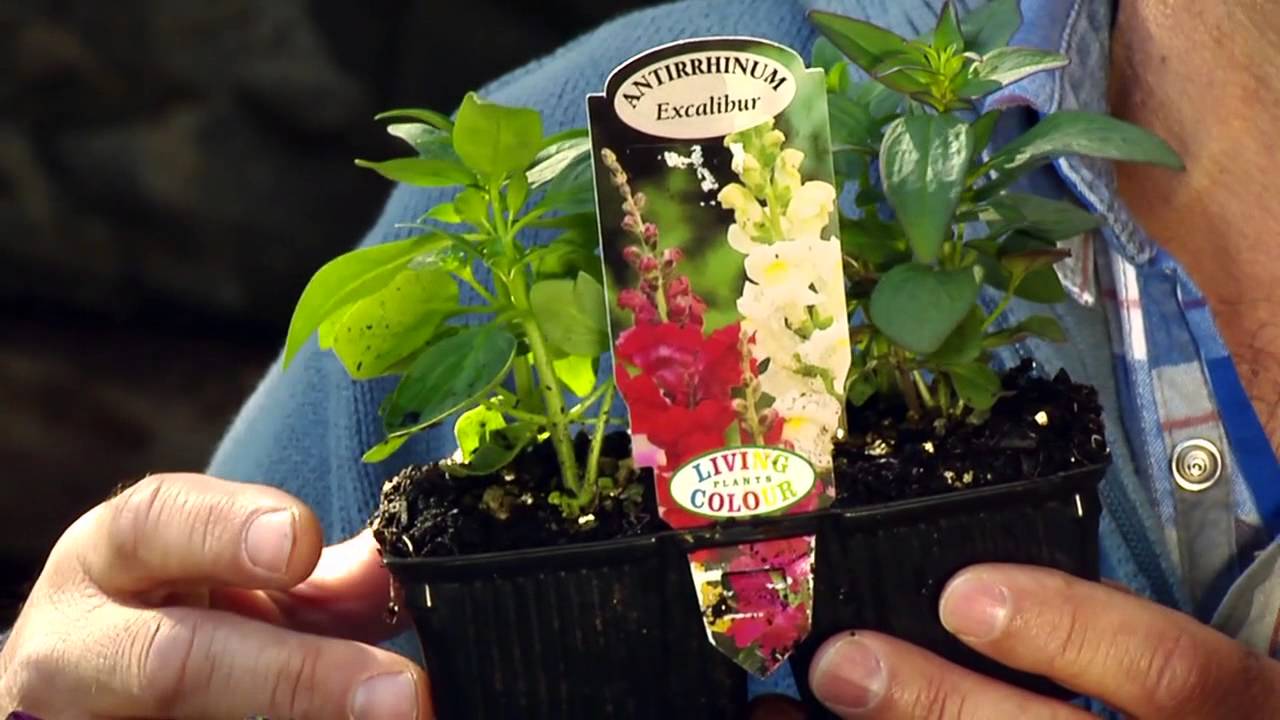 Flower Of The Week - Antirrhinum  (Snapdragon)