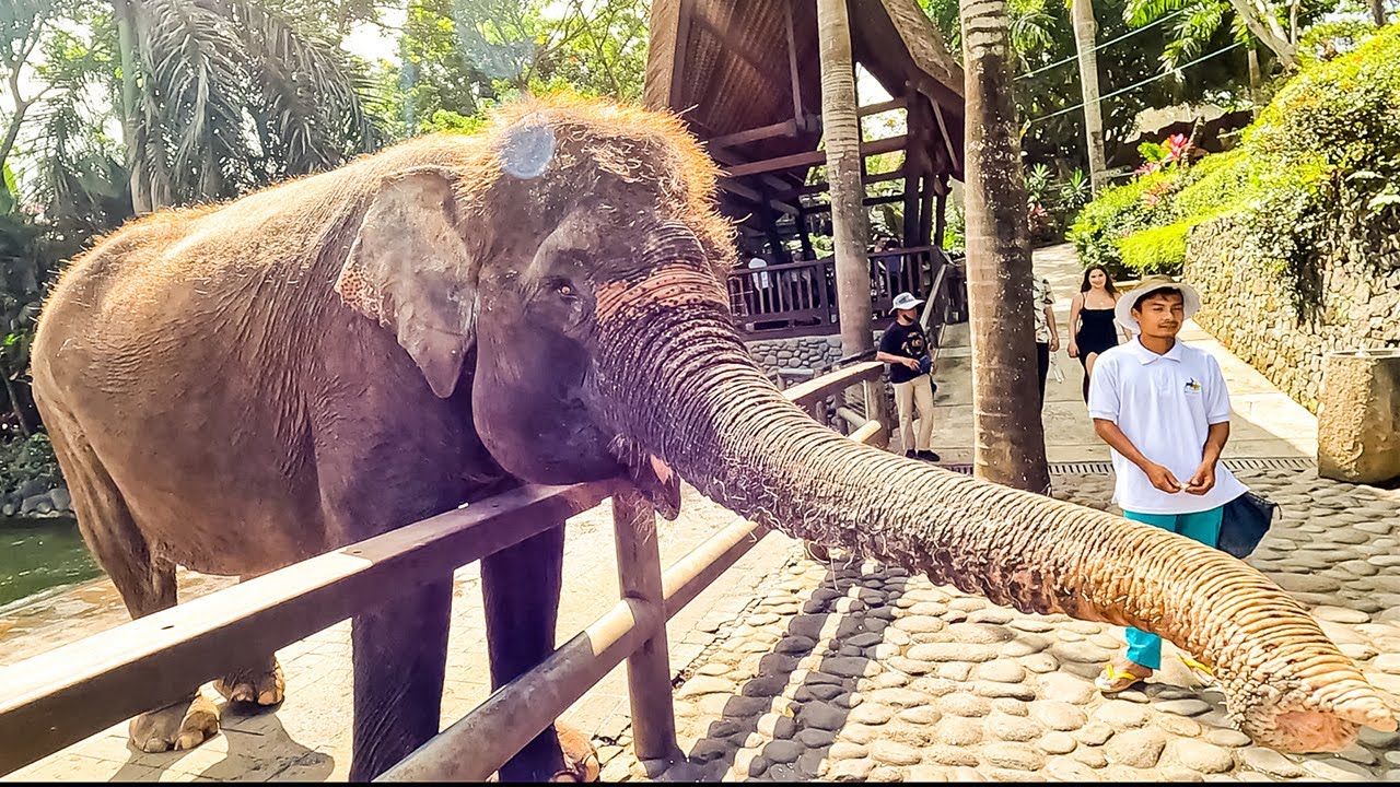 feeding elephants in ubud, bali YouTube