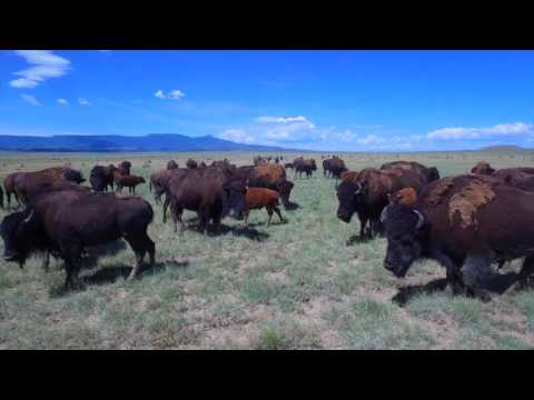 Buffalo Creek Ranch for Sale in Colorful Colorado