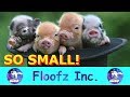 The Cutest and Best Micro Pigs!