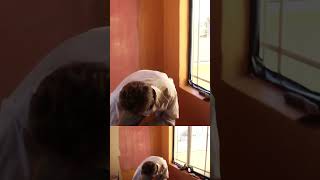 Lime plaster One Coat, #shorts, #shortsfeed, #short, #ytshorts, #trending, #tiktok, #trendingshorts