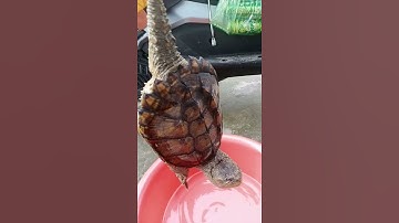 rùa cá sấu có ai mua ko