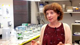 Microplastics