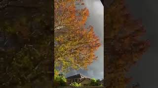 Beautiful Autumn leaves falling in Sydney Australia