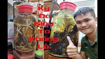 Bình rượu kỳ đà 45 lít kỳ đà 12 kg siêu to khổng lồ - Sàn Rượu Quý 365