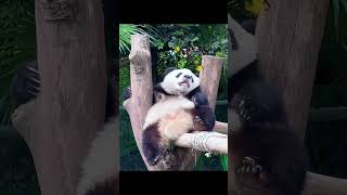#panda #logistics #noon #amazon #ebay #etsy #shopify #wordpress #public #promo #trendyol #eshop