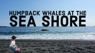 A Whale's Playground, St. Vincent's, Newfoundland | 4K