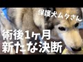 【保護犬】会陰ヘルニア術後1ヶ月経過したシベリアンハスキーと家族が決断したこと【献血犬】