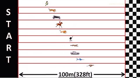 Speed Comparison : Race Simulation