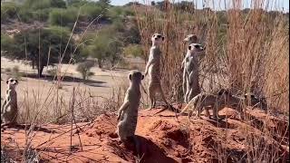 MEERKAT ALERT ⚠ #shorts #meerkat #kalahari by Lion Mountain TV 315 views 1 month ago 14 seconds