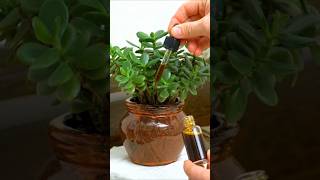 Best fertilizer for jade plant #gardening #fertilizer #jadeplant #caretips #planttips