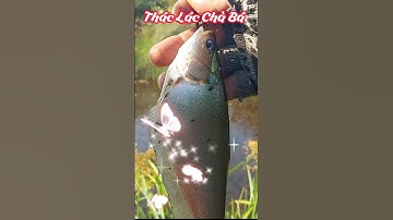 Câu Cá Thác Lác Thiên Nhiên #shorts #inshot #trendingvideo