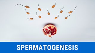 Proses Spermatogenesis pada Pria
