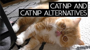 CATNIP AND CATNIP ALTERNATIVES | SVEN AND ROBBIE