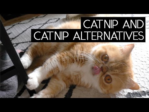 Wideo: Jakie są najczęściej pomijane koty w schroniskach?