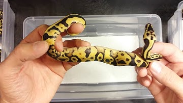 Update on Clutch 1 Leopard Enchi Pastel