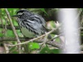 Black-and-white Warbler