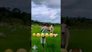 ?#Watch the cow#shorts