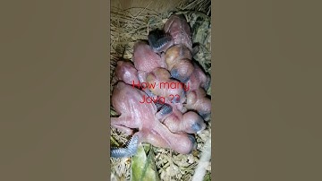 New born Java #javasparrow #chicks #pet #birds #lovebirds #hatching