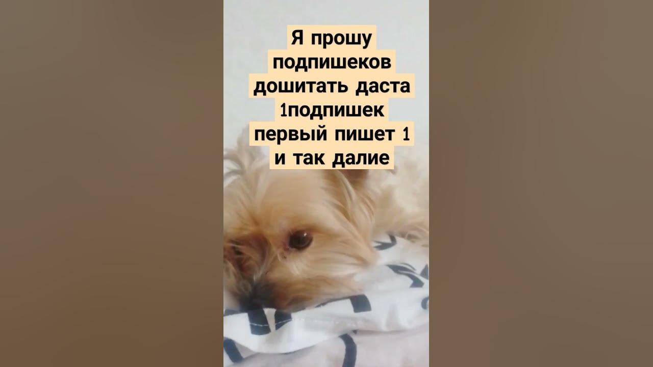 самый грусная собака #мем - YouTube