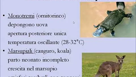 Quali caratteristiche condividiamo con i mammiferi Placentati?
