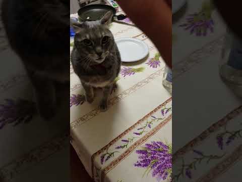 Video: I gatti persiani sono aggressivi?