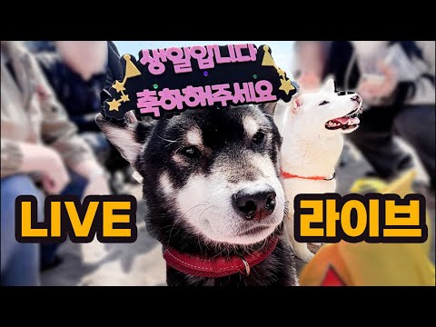 탱이의 11번째 생일을 축하해 주시바🥳🥳