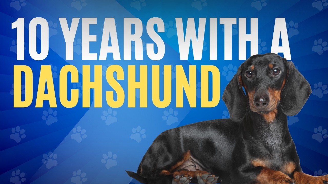 Living With a Dachshund for 10+ Years | What Long-Term Owners Learn