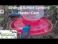 Orange-tufted Sunbird Israel Feeder Cam|The Charter Group of Wildlife Ecology|WBAIS GAIA