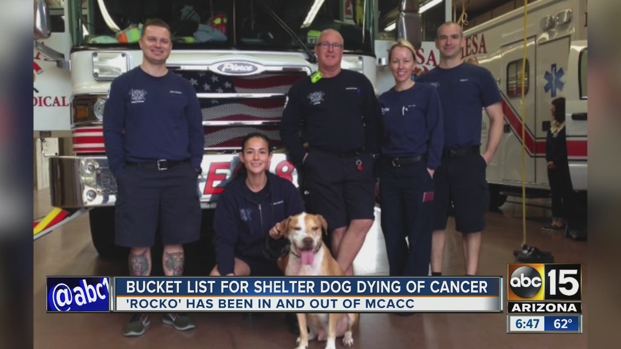Mesa firefighters help dying dog live out bucket list 