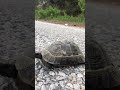 🐢 Спасение черепашки