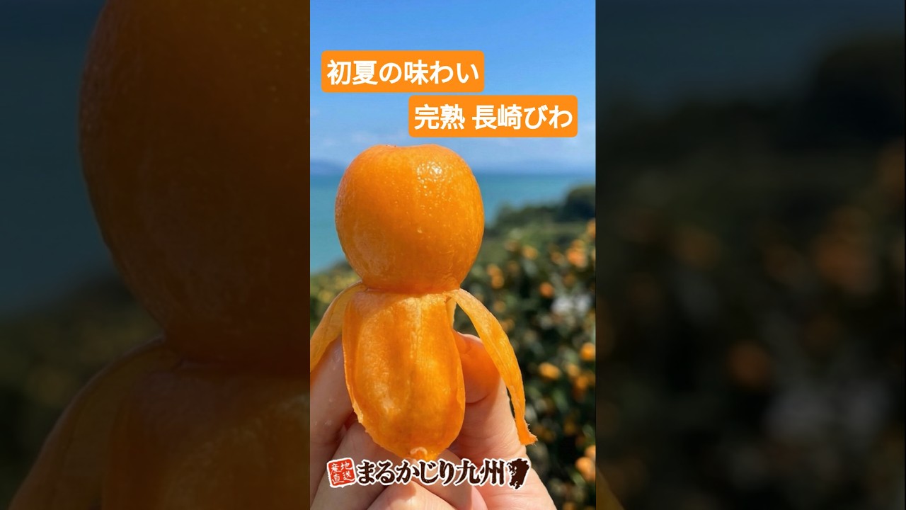 びわ】長崎県産の茂木びわなど旬の完熟びわを通販でお取り寄せ「完熟