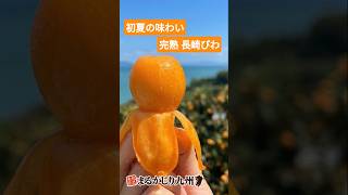 びわ】長崎県産の茂木びわなど旬の完熟びわを通販でお取り寄せ「完熟
